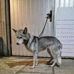 Znaleziono psa, Racławice, 8 września 2023