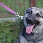 Pies do adopcji, Olsztyn, 14 sierpnia 2023
