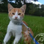 Kot do adopcji, Chełmek, 5 września 2023