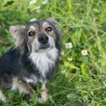 Pies do adopcji, Oświęcim, 30 września 2023