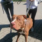 Znaleziono psa, Lublin, 16 września 2023