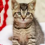 Kot do adopcji, Elbląg, 27 sierpnia 2023