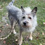 Pies do adopcji, Włocławek, 16 września 2023