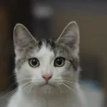 Kot do adopcji, Olsztyn, 3 września 2023