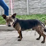 Znaleziono psa, Puławy, 2 września 2023
