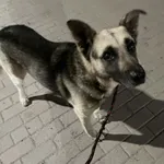 Znaleziono psa, Świdnica, 20 września 2023