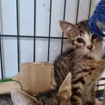 Kot do adopcji, Świdnica, 19 sierpnia 2023