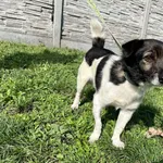 Znaleziono psa, Puławy, 31 sierpnia 2023