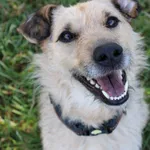 Pies do adopcji, Jelenia Góra, 1 września 2023