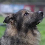 Pies do adopcji, Olsztyn, 1 września 2023