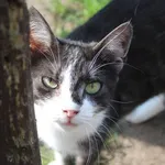 Kot do adopcji, Bełchatów, 21 czerwca 2022