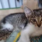 Kot do adopcji, Świdnica, 19 sierpnia 2023