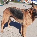Znaleziono psa, Pieckowo, 22 września 2023
