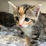 Kot do adopcji, Włocławek, 20 września 2023
