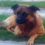 Znaleziono psa, Jastrzębia Góra, 18 września 2023