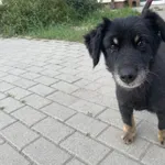 Znaleziono psa, Świdnica, 23 września 2023