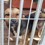 Pies do adopcji, Gorzów Wielkopolski, 11 września 2023