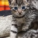 Kot do adopcji, Sopot, 24 września 2023