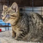 Kot do adopcji, Sopot, 25 września 2023