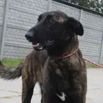 Pies do adopcji, Bełchatów, 26 kwietnia 2018