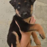Pies do adopcji, Rzeszów, 27 września 2023