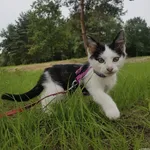 Kot do adopcji, Chełmek, 18 czerwca 2023