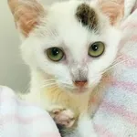 Kot do adopcji, Piła, 21 lipca 2023