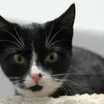 Kot do adopcji, Olsztyn, 25 września 2023