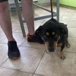 Znaleziono psa, Świdnica, 29 września 2023