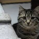 Kot do adopcji, Olsztyn, 21 września 2023