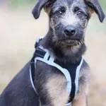 Pies do adopcji, Piła, 2 września 2023