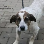 Pies do adopcji, Nowy Dwór Mazowiecki, 1 października 2023