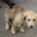 Znaleziono psa, Łódź, 1 października 2023