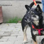 Pies do adopcji, Nowy Dwór Mazowiecki, 1 października 2023