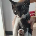Kot do adopcji, Racławice, 28 września 2023