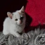 Kot do adopcji, Chełmek, 27 września 2023