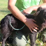 Pies do adopcji, Bełchatów, 30 sierpnia 2018