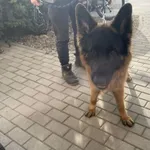 Znaleziono psa, Świdnica, 4 października 2023