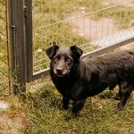 Pies do adopcji, Czartki, 5 października 2023