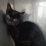 Kot do adopcji, Racławice, 4 października 2023