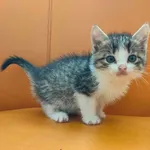 Kot do adopcji, Ropczyce, 5 października 2023