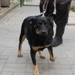 Znaleziono psa, Łódź, 5 października 2023
