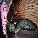 Kot do adopcji, Młodolino, 4 października 2023