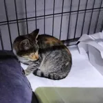 Znaleziono kota, Toruń, 4 października 2023