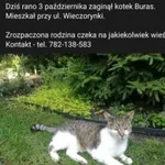 Zaginął kot, Poznań, 5 października 2023