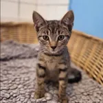 Kot do adopcji, Grudziądz, 3 sierpnia 2023