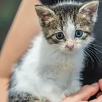 Kot do adopcji, Sopot, 7 października 2023