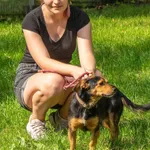 Pies do adopcji, Sopot, 7 października 2023