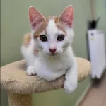 Kot do adopcji, Grudziądz, 9 sierpnia 2023