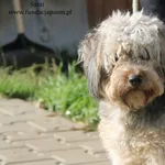 Pies do adopcji, Nowy Dwór Mazowiecki, 6 października 2023
